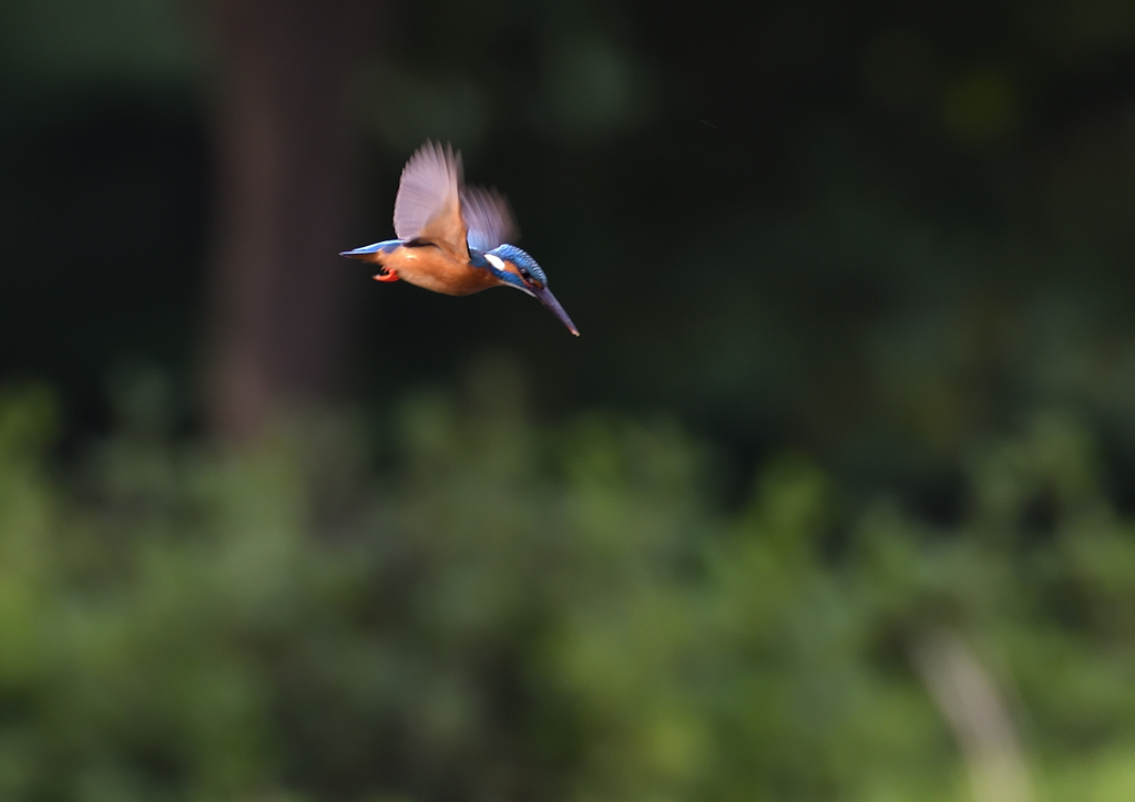 ホバ　５/１８❺