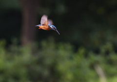 ホバ　５/１８❺