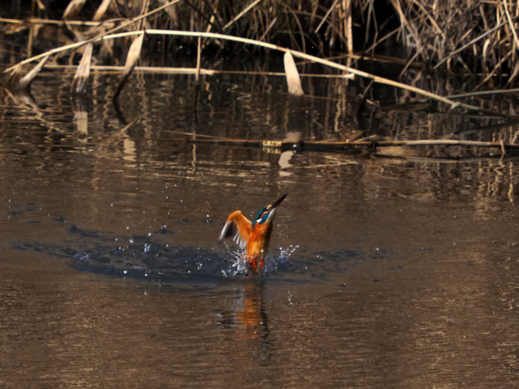 いつもの公園　２/１６❷