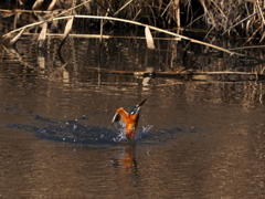 いつもの公園　２/１６❷