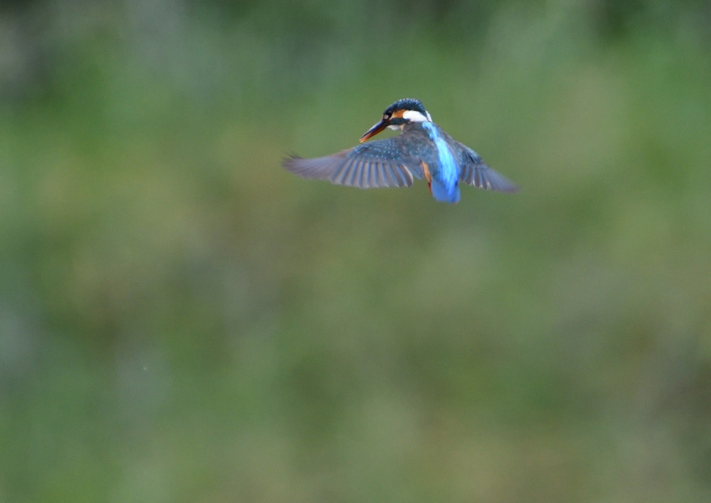 ホバ　５/２０⓯