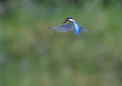 ホバ　５/２０⓯