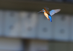 ホバる　３/２５❻