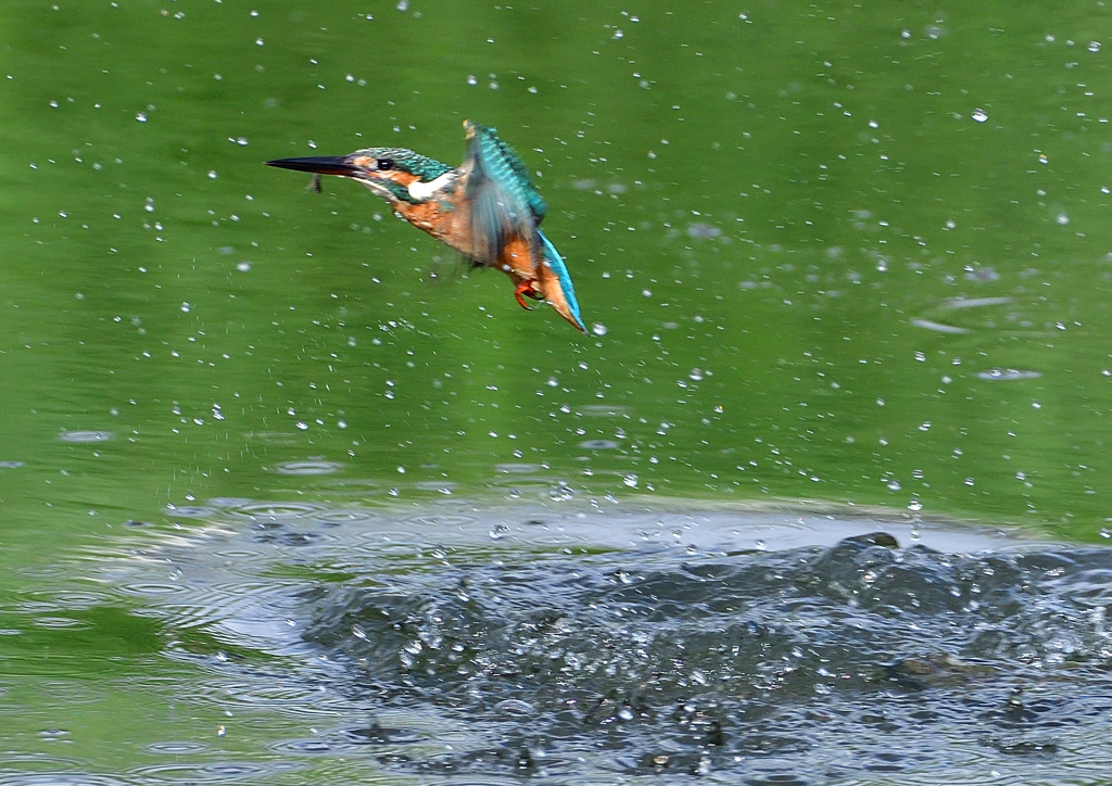 いつもの公園　８/１１❷