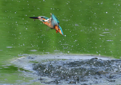 いつもの公園　８/１１❷