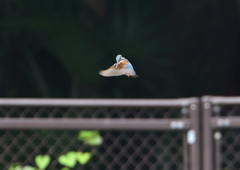 ２回目のホバ❶　７/８