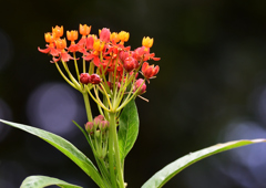 トウワタ　８/２７