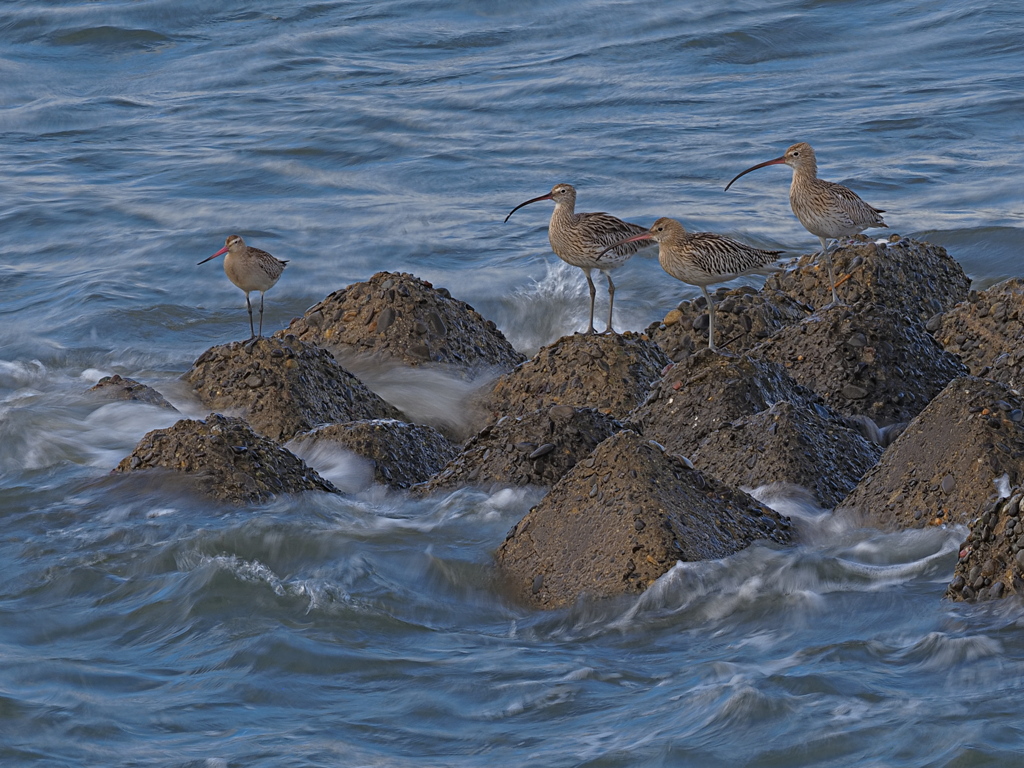 鴫　１０/１０❷