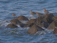 鴫　１０/１０❷