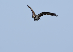 ミサゴ　１０/５❸