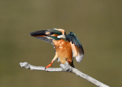 止まり木　１１/５　❶