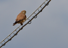 チョウゲンボウ　１２/１６❸