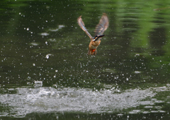 ダイブ　８/２０❻