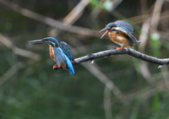 2羽のカワセミ　８/３１❻