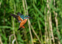 ホバ　５/１５❷