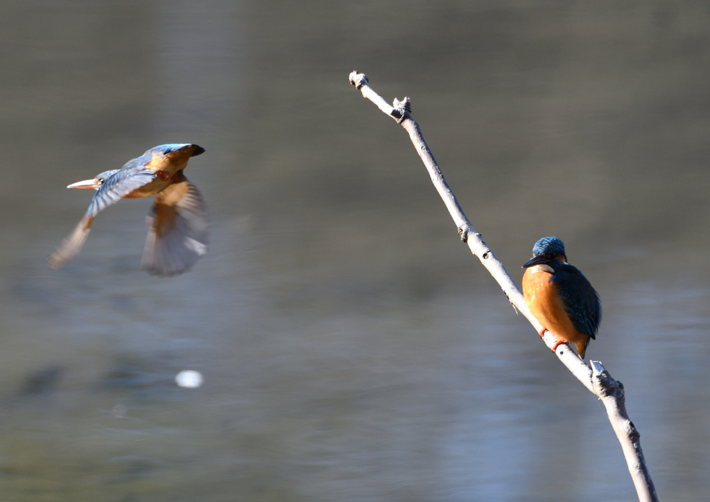 メスが・・・・