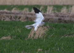 _190205_162642 DSC_8768