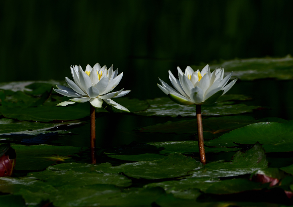 スイレン　６/２９❷