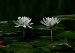 スイレン　６/２９❷