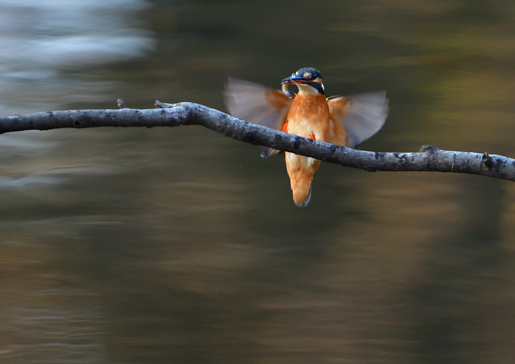 止まり木へ　１２/２０