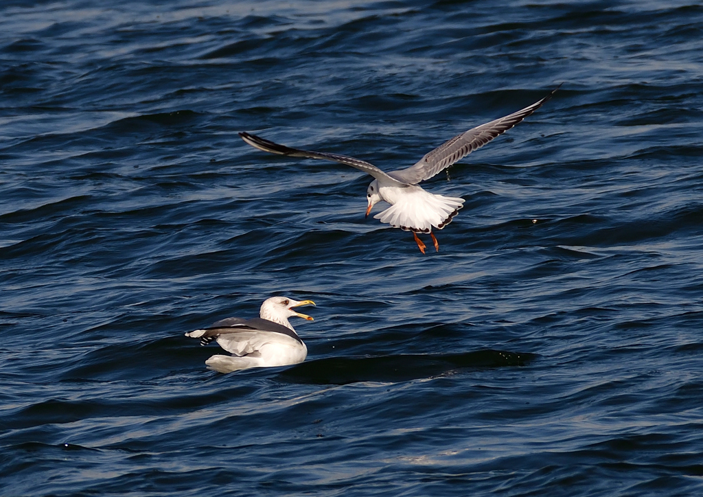 セグロカモメとユリカモメ　１/６