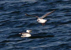 セグロカモメとユリカモメ　１/６