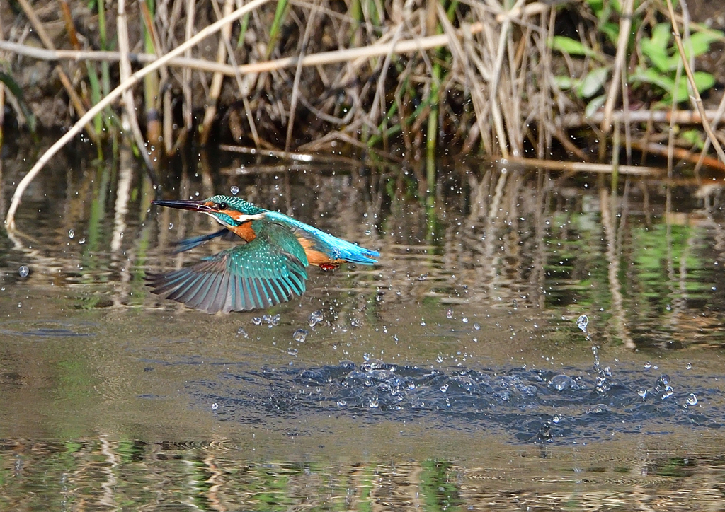 ダイブ　４/２❸