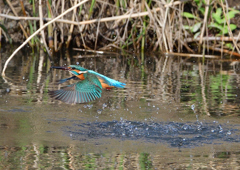 ダイブ　４/２❸