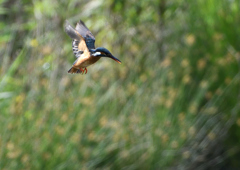 ホバ　５/１３❺