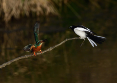 セグロセキレイが・・・・・❷