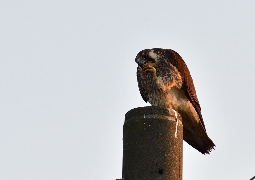 ハヤブサ（幼鳥）　３/１３❶