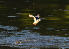 ダイブ　８/７❶