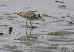 チュウシャクシギ　５/３❶