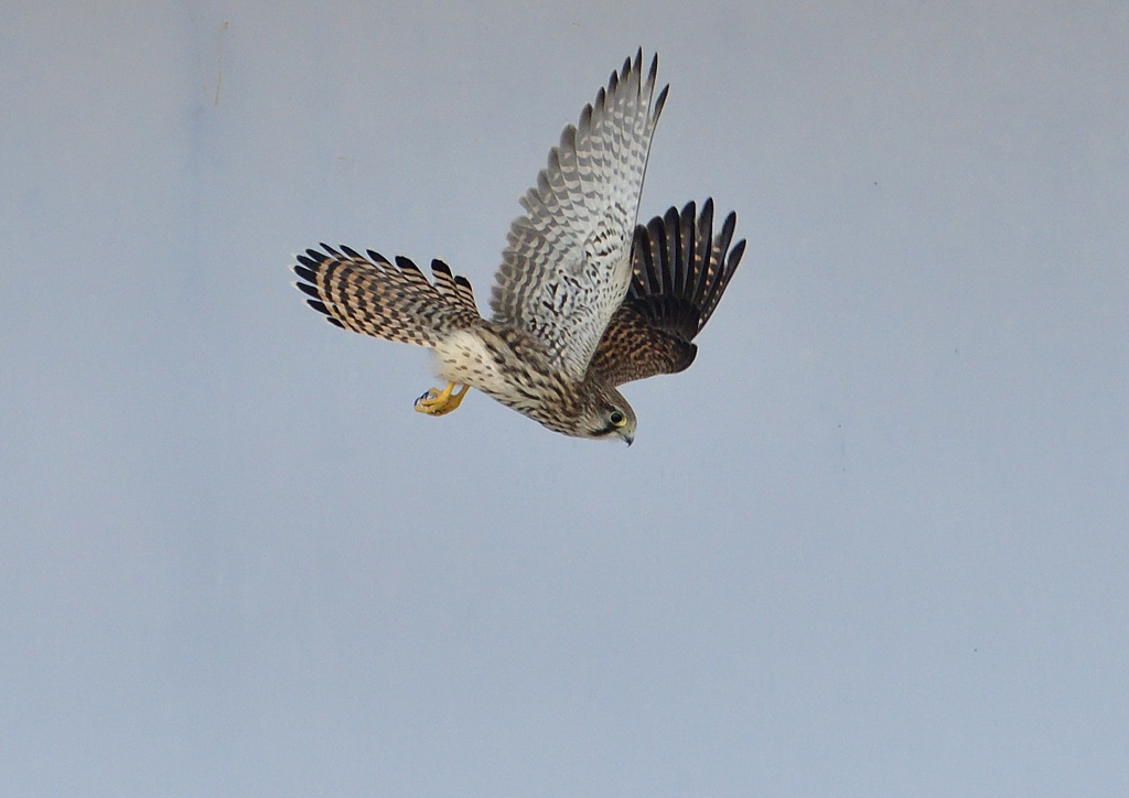 チョウゲンボウ　６/９❻