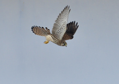 チョウゲンボウ　６/９❻