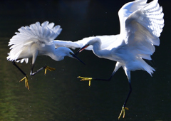 コサギ・死のバトル　１１/１０❸