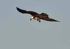 ミサゴ　１/１８❷