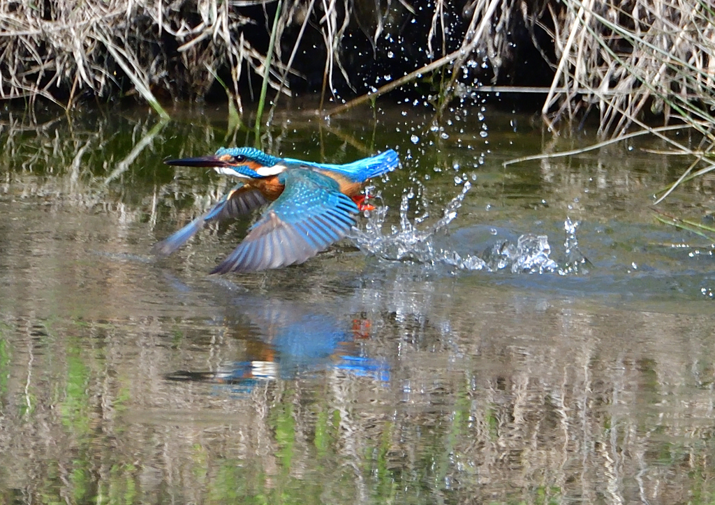 ダイブ　４/８❶