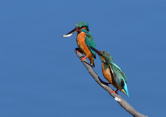 給餌　３/２３❷