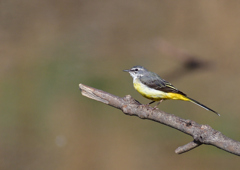 キセキレイ　３/１９❷