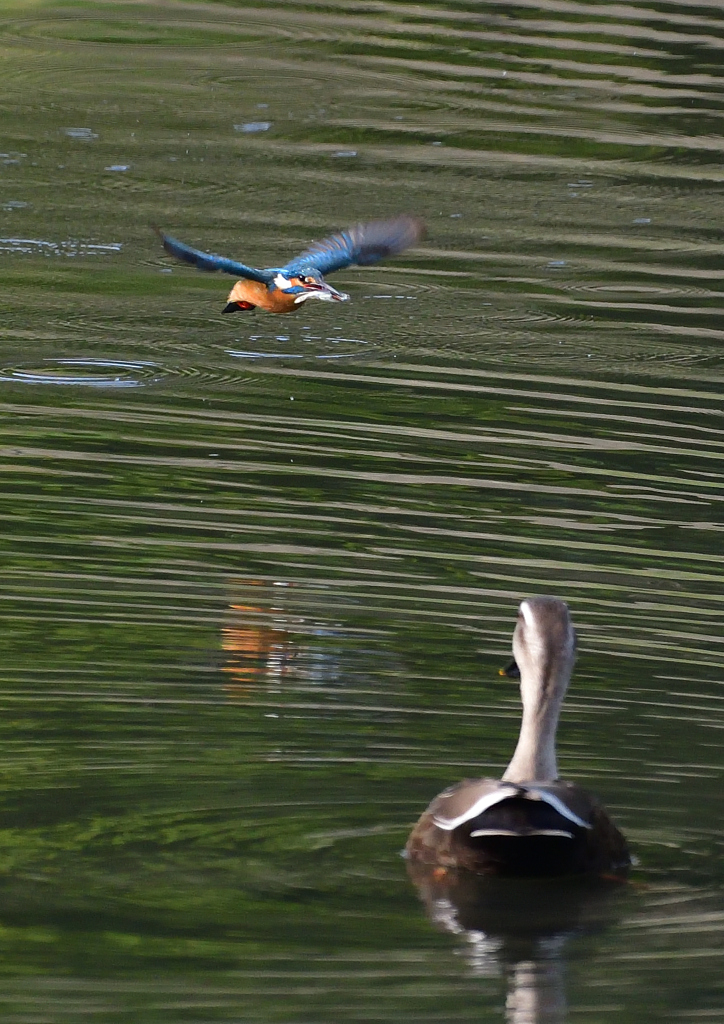 魚を・・・・　４/２７❶