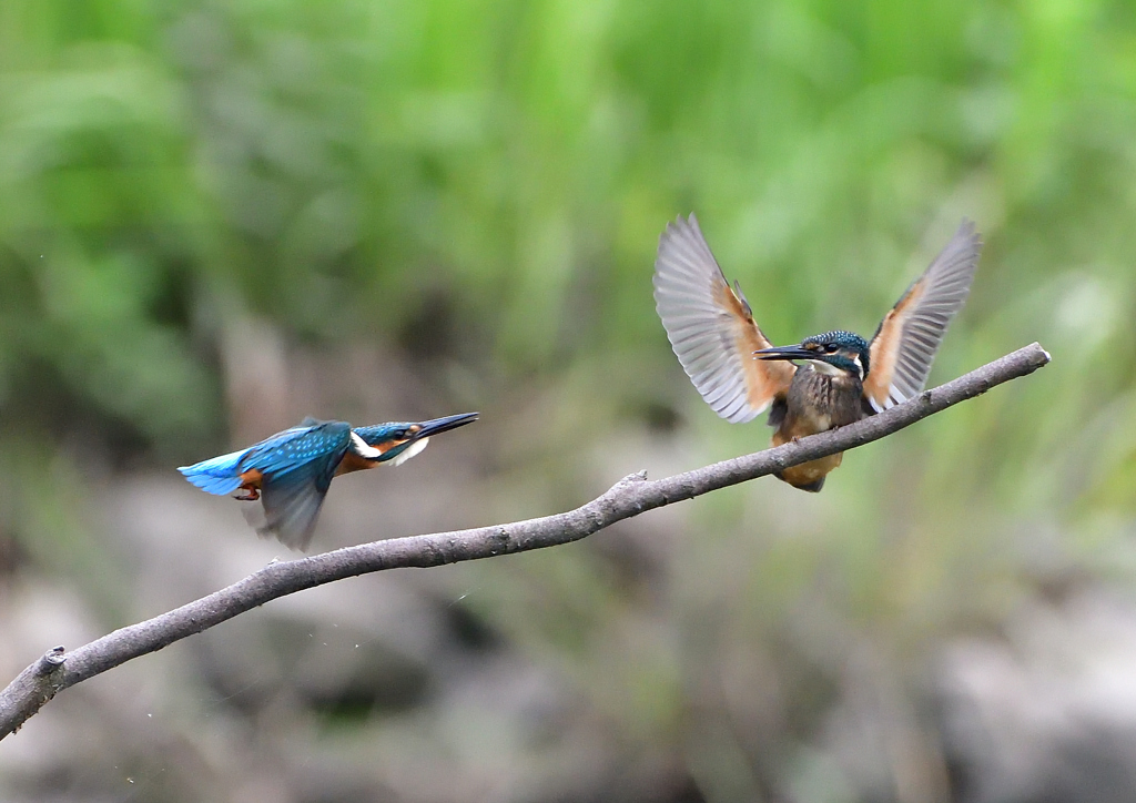 2羽の若鳥　７/２０➅