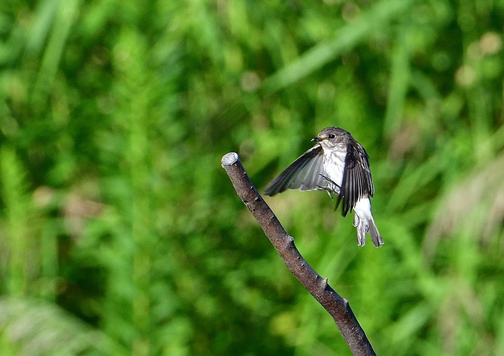 エゾビタキ　９/２８❹