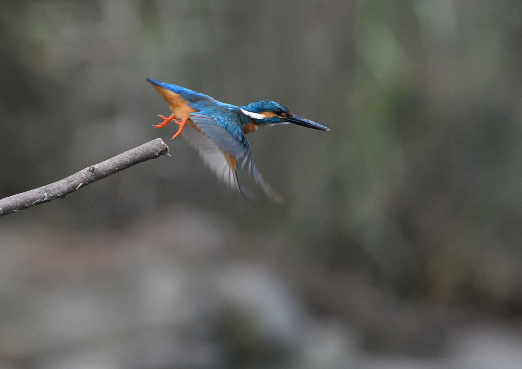 止まり木から・・・　７/８