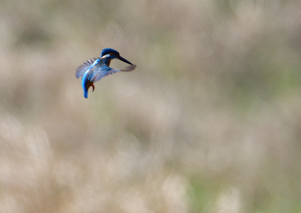 ホバ　３/１９⓮