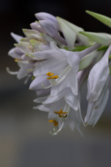 ギボウシ　６/１５