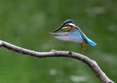 止まり木　７/２０②