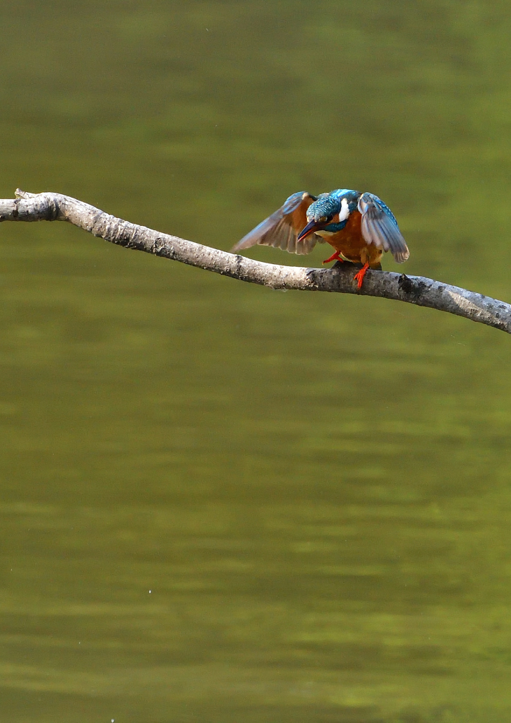止まり木から・・・・　４/２７❷