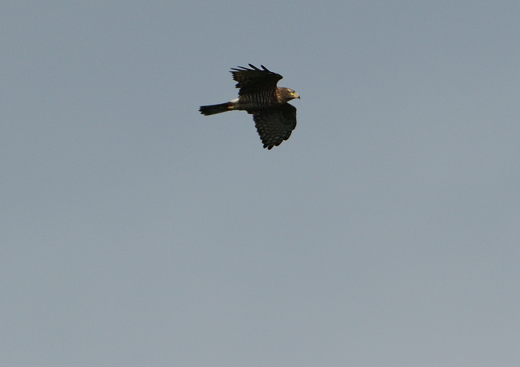 サシバ飛ぶ　　９/２６❶