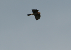 サシバ飛ぶ　　９/２６❶